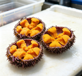 Fresh Sea Urchin
